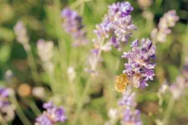 Bir arı sineği lavantanın üzerinde uçar