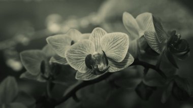 Bir orkidenin siyah ve beyaz yakın çekimi