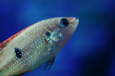 Beş haftalık Jewel Cichlid balığının yakın çekimi.