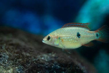 Beş haftalık Jewel Cichlid balığının yakın çekimi.