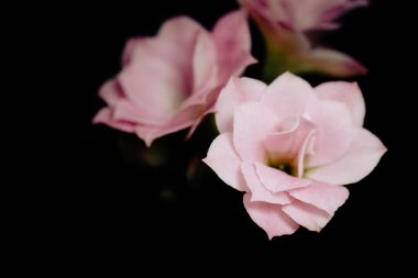 Pembe bir Kalanchoe çiçeğinin yakın çekimi