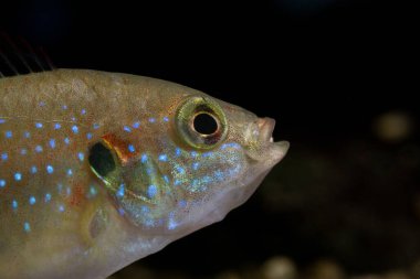 Genç bir Jewel Cichlid 'in (Hemichromis lifalili)