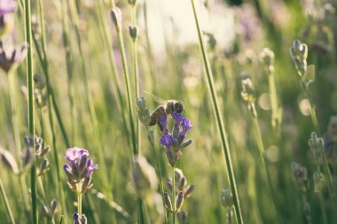 Güneşli bir günde lavanta tarlasında polen toplayan bir arı..