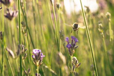Lavanta tarlasının üzerinde uçan bir arının yakın çekimi.