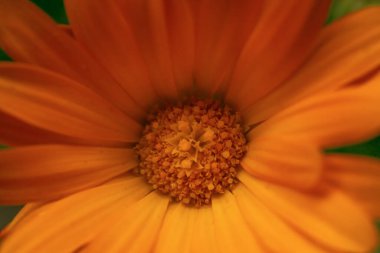 Kadife çiçeğinin Macro fotoğrafı