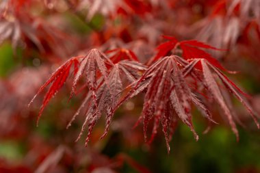 Japon akçaağaç yaprağının yakın çekimi hassas şeklini ve canlı kırmızı tonlarını gösteriyor..