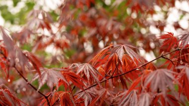 Japon akçaağaç yaprağının yakın çekimi hassas şeklini ve canlı kırmızı tonlarını gösteriyor..