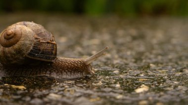 Yağmurlu bir günde ıslak zeminde yavaşça sürünen bir salyangoz.