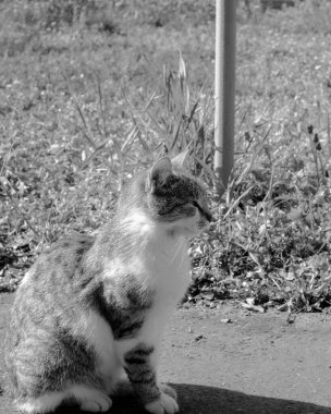Bahçedeki kedi. Ön pençelerinde dinlenen bir kedinin siyah ve beyaz yakın çekimi