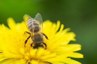 Çiçek açan bir karahindibanın nektarını toplayan bir arı.