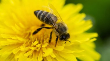 Çiçek açan bir karahindibanın nektarını toplayan bir arı.