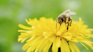 Çiçek açan bir karahindibanın nektarını toplayan bir arı.