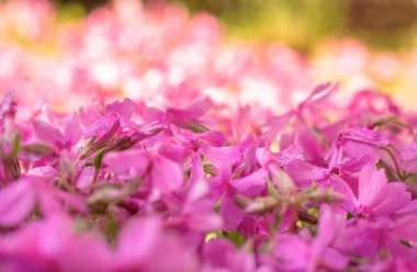 Mor çiçeklerin yakın çekimi yumuşak taç yapraklarını ve canlı mor tonlarını sergiliyor..
