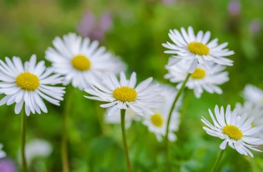 Beyaz yaprakları ve parlak sarı bir merkezi olan sıradan bir papatyanın yakın çekimi..