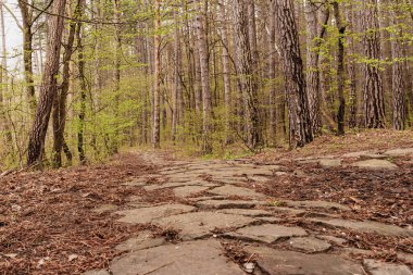 Çam ormanının içinden geçen eski bir patika. Etrafı uzun ağaçlar ve yumuşak ışıklarla çevrili..