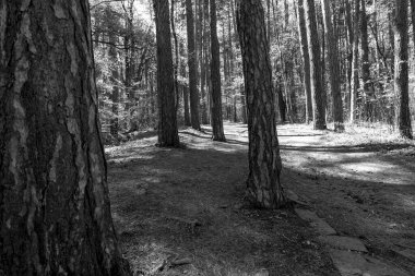 Bir çam ormanının ebedi güzelliğini gösteren siyah beyaz bir fotoğraf.