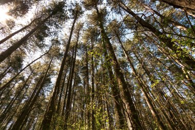 Aşağıdan çekilen bir fotoğraf, gökyüzüne karşı çam ağaçlarının taçlarını yakalıyor.