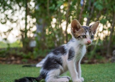 Küçük bir evcil kedinin yakın çekimi.