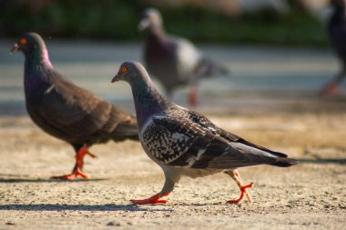 Parlak güneş ışığında asfalt bir alanda yürüyen bir grup yabani güvercinin yakın çekimi, kuş tüylerinin ayırt edici gri ve desenli tüylerini vurguluyor.