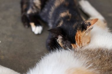 Canlı siyah ve turuncu kürklü küçük bir kaplumbağa yavrusu annesinin karnından huzurlu bir şekilde çıkan hemşireler güçlü bir anne bakımı bağı sergiliyor..