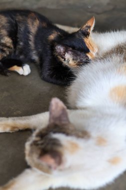 Canlı siyah ve turuncu kürklü küçük bir kaplumbağa yavrusu annesinin karnından huzurlu bir şekilde çıkan hemşireler güçlü bir anne bakımı bağı sergiliyor..