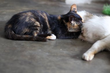 Canlı siyah ve turuncu kürklü küçük bir kaplumbağa yavrusu annesinin karnından huzurlu bir şekilde çıkan hemşireler güçlü bir anne bakımı bağı sergiliyor..
