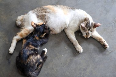 Canlı siyah ve turuncu kürklü küçük bir kaplumbağa yavrusu annesinin karnından huzurlu bir şekilde çıkan hemşireler güçlü bir anne bakımı bağı sergiliyor..