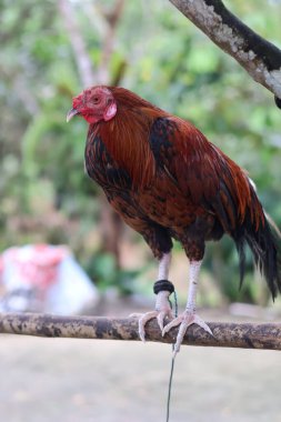 Canlı kırmızımsı kahverengi tüyleri ve tahta bir dala tüneyen uzun bacakları olan muhteşem bir horozun yan görüntüsü. Bulanık bir bahçe arka planında, evcil bir horoza yakın.