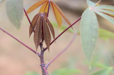 Mor bir saptan fışkıran genç kırmızı-kahverengi kaju yaprakları yakın çekim, yumuşak bulanık bir arka plan ile tropik bir çiftlik bahçesinde eşsiz yıldız şekilli yapraklar göstermektedir