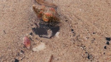 Turuncu desenli kabuklu, kumsalda ıslak deniz kumlarında sürünen küçük bir keşiş yengecinin yakın çekimi.