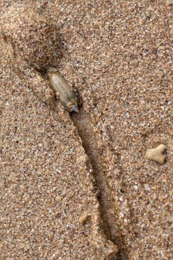 Küçük bir deniz salyangozu ıslak kahverengi kumda sürünüyor arkasında kumsalda uzun bir iz bırakıyor.