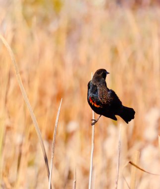 Kırmızı kanatlı karatavuk rüzgarlı bir sonbahar gününde bitki köküne tutunuyor. 23 Ekim 2025 'te Martensville, Saskatchewan' da çekildi.