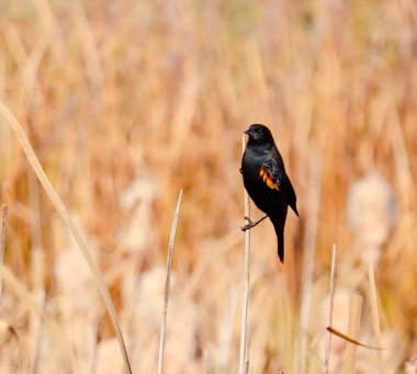 Kırmızı kanatlı karatavuk rüzgarlı bir sonbahar gününde bitki köküne tutunuyor. 23 Ekim 2025 'te Martensville, Saskatchewan' da çekildi.