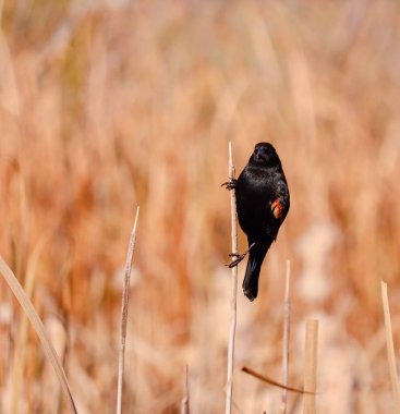 Kırmızı kanatlı karatavuk rüzgarlı bir sonbahar gününde bitki köküne tutunuyor. 23 Ekim 2025 'te Martensville, Saskatchewan' da çekildi.