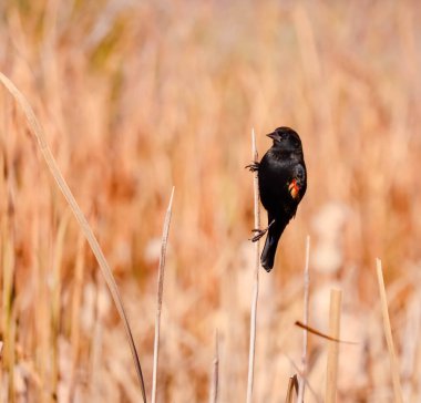 Kırmızı kanatlı karatavuk rüzgarlı bir sonbahar gününde bitki köküne tutunuyor. 23 Ekim 2025 'te Martensville, Saskatchewan' da çekildi.