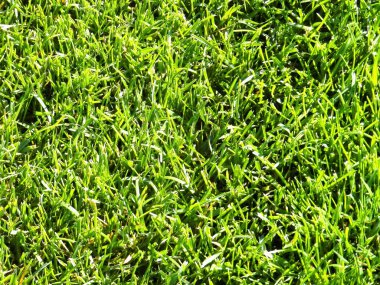 yeşil çim ve yeşil