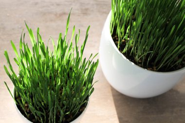 taze yeşil buğday çimi