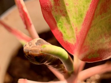 Close-up of an Elephant Hawk Moth caterpillar on red Aglaonema leaf, showing snake-like head pattern. Macro photo concept: wildlife, nature, camouflage, survival, exotic beauty.