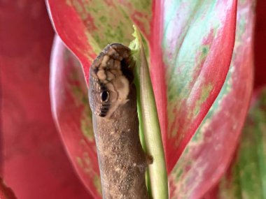 Close-up of an Elephant Hawk Moth caterpillar on red Aglaonema leaf, showing snake-like head pattern. Macro photo concept: wildlife, nature, camouflage, survival, exotic beauty.