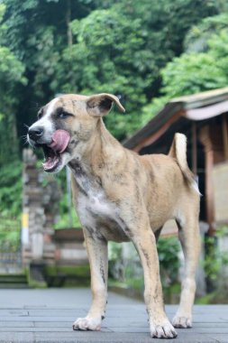 Endonezya, Bali 'de Pura Tirta Empul' da tapınak taşı yolunda duran neşeli kahverengi bir köpek. Düşük açı onun meraklı ve dost canlısı havasını yakalar. Seyahat, özgürlük ve doğa kavramları için mükemmel..