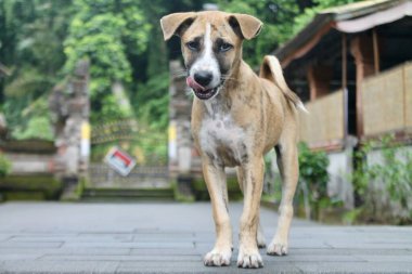 Endonezya, Bali 'de Pura Tirta Empul' da tapınak taşı yolunda duran neşeli kahverengi bir köpek. Düşük açı onun meraklı ve dost canlısı havasını yakalar. Seyahat, özgürlük ve doğa kavramları için mükemmel..