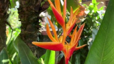 Heliconia çiçeği sabah güneş ışığında usulca sallanıyor. Göz seviyesi yumuşak derinlik odaklı, canlı tropikal renkler sakin ve taze bir hava yaratır. Doğa, hareket, büyüme, refah ve seyahat kavramları için idealdir..