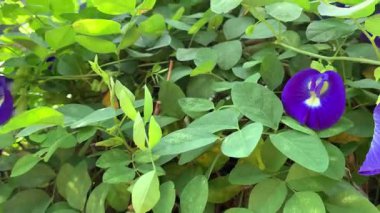 Kelebek bezelye çiçeği sabah güneşinde çiçek açıyor. Göz hizası doğal odaklanma, taze yeşil yapraklar ve koyu mor yapraklar sakin ve organik bir hava yaratır. Bitkisel, sağlık, çay, doğa ve sağlık kavramları için mükemmel..