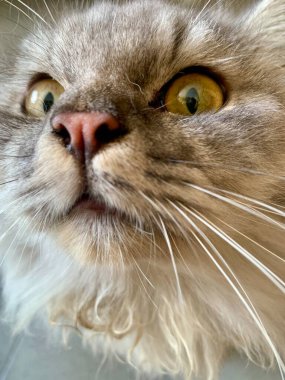 Makro, kedi yüzünü detaylı kürk dokusu, bıyıkları ve odaklanmış gözleriyle kapat. Yumuşak bir ışık huzur ve merak uyandırır. Evcil hayvan, hayvan duyguları, bakım ve yaşam tarzı tasarım temaları için uygundur.