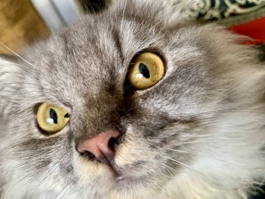 Sarı gözlü, pembe burunlu ve yumuşak bıyıklı gri kedi yüzünü yakından görebiliriz. Düşük bir açıyla net bir şekilde kaydedilmiş. Sakinleştirici merak, evcil hayvan, duygu, hayvan ve yaşam tarzı tasarımları için ideal..