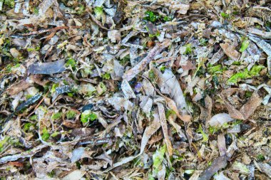 Detailed seaweed texture covering wet sand at Nusa Dua Beach, Bali, Indonesia. Top view close-up with natural green tones. Suitable for background, nature, marine life, eco and abstract themes.