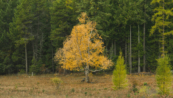 A vibrant yellow tree stands alone in a meadow surrounded by evergreens during fall. Ideal for nature, autumn color, outdoor landscapes, and seasonal concepts