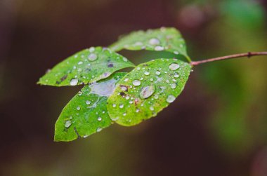 Yüzeyinde temiz yağmur damlaları olan yeşil yaprakların makro fotoğrafı. Doğal bokeh arka planı sakin ve ferahlatıcı bir atmosfer yaratır. Eko, tazelik, çevre, doğa ve botanik kavramlar için ideal