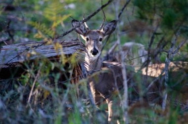 Ormanda sessizce duran ve kısmen dalların ve yeşil yaprakların arasına gizlenmiş vahşi bir geyiğin yakın plan fotoğrafı. Hayvan, doğal ışık ve gölgelerle çevrili olarak doğrudan kameraya bakar.. 