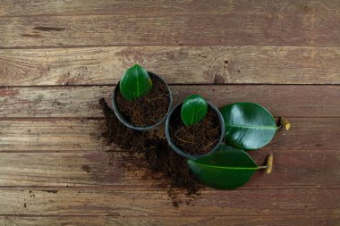 Rubber plant Propagation on Wooden background clipart
